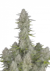 Fast Buds Wedding Cheesecake AUTO - 3 autoflowering Samen