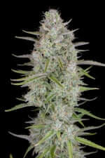 Fast Buds Wedding Cheesecake AUTO - 3 automated seeds