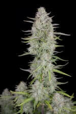 Fast Buds Wedding Cheesecake AUTO - 3 autoflowering Samen