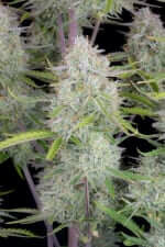 Fast Buds Wedding Cheesecake AUTO - 3 autoflowering Samen