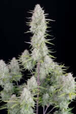 Fast Buds Wedding Cheesecake AUTO - 3 autoflowering Samen