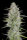 Fast Buds Wedding Cheesecake AUTO - 3 autoflowering Samen