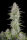 Fast Buds Wedding Cheesecake AUTO - 3 autoflowering Samen