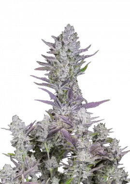 Fast Buds Wedding Glue AUTO - 3 autoflowering Samen