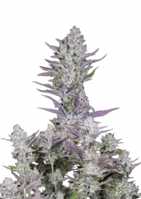 Fast Buds Wedding Glue AUTO - 3 automated seeds