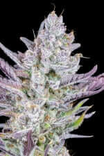 Fast Buds Wedding Glue AUTO - 3 autoflowering Samen