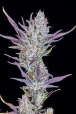 Fast Buds Wedding Glue AUTO - 3 autoflowering Samen