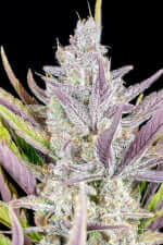 Fast Buds Wedding Glue AUTO - 3 autoflowering Samen