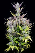 Fast Buds Wedding Glue AUTO - 3 autoflowering Samen