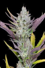 Fast Buds Wedding Glue AUTO - 3 automatisierte Samen