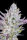 Fast Buds Wedding Glue AUTO - 3 autoflowering Samen