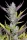 Fast Buds Wedding Glue AUTO - 3 autoflowering Samen