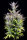 Fast Buds Wedding Glue AUTO - 3 autoflowering Samen