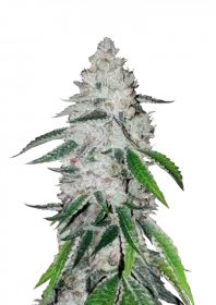 Fast Buds West Coast O.G. AUTO - 3 automated seeds