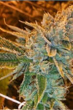 Fast Buds West Coast O.G. AUTO - 3 automated seeds