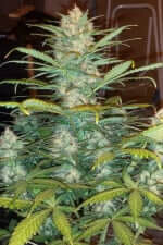 Fast Buds West Coast O.G. AUTO - 3 autoflowering Samen