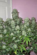 Fast Buds West Coast O.G. AUTO - 3 autoflowering Samen