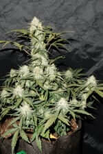 Fast Buds West Coast O.G. AUTO - 3 autoflowering Samen