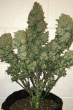 Fast Buds West Coast O.G. AUTO - 3 autoflowering Samen