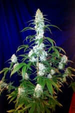 Fast Buds West Coast O.G. AUTO - 3 autoflowering Samen