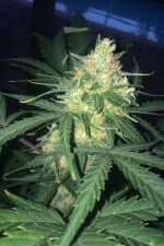 Fast Buds West Coast O.G. AUTO - 3 automatisierte Samen