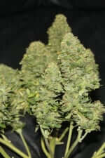 Fast Buds West Coast O.G. AUTO - 3 automatisierte Samen