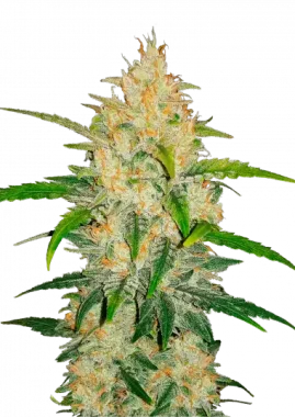 Fast Buds Zkittlez AUTO - 3 autoflowering Samen