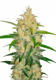 Fast Buds Zkittlez AUTO - 3 autoflowering Samen