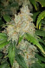 Fast Buds Zkittlez AUTO - 3 automated seeds