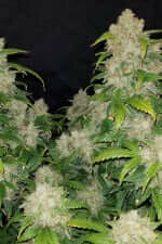 Fast Buds Zkittlez AUTO - 3 autoflowering Samen