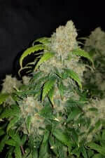 Fast Buds Zkittlez AUTO - 3 autoflowering Samen