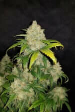 Fast Buds Zkittlez AUTO - 3 autoflowering Samen