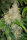 Fast Buds Zkittlez AUTO - 3 autoflowering Samen