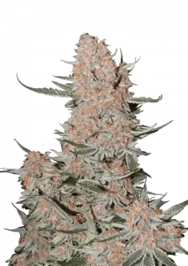 Fast Buds Ztrawberriez AUTO - 3 autoflowering Samen