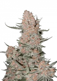 Fast Buds Ztrawberriez AUTO - 3 automated seeds