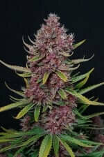 Fast Buds Ztrawberriez AUTO - 3 automated seeds