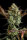 Fast Buds Ztrawberriez AUTO - 3 autoflowering Samen