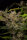 Fast Buds Ztrawberriez AUTO - 3 autoflowering Samen