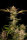 Fast Buds Ztrawberriez AUTO - 3 autoflowering Samen