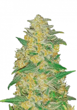 Fast Buds Original AK AUTO - 3 autoflowering Samen