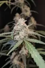 Fast Buds Original AK AUTO - 3 autoflowering Samen