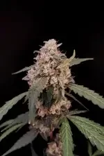 Fast Buds Original AK AUTO - 3 autoflowering Samen