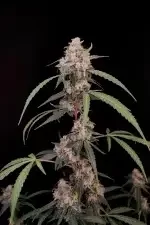 Fast Buds Original AK AUTO - 3 autoflowering Samen