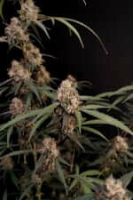 Fast Buds Original AK AUTO - 3 autoflowering Samen