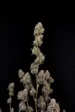 Fast Buds Original AK AUTO - 3 autoflowering Samen