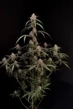 Fast Buds Original AK AUTO - 3 autoflowering Samen