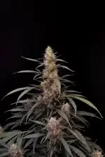 Fast Buds Original Amnesia Haze AUTO - 3 automated seeds