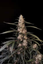 Fast Buds Original Amnesia Haze AUTO - 3 autoflowering Samen