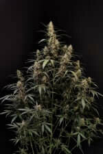 Fast Buds Original Amnesia Haze AUTO - 3 autoflowering Samen