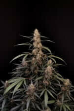 Fast Buds Original Amnesia Haze AUTO - 3 autoflowering Samen